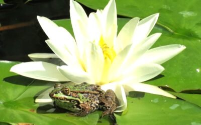 Episode 295 We have Reached a Tipping Point and Thankfully there is no Going Back