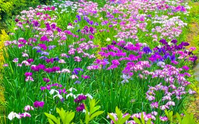 Episode 299 Engaging Fully with our Universal Life