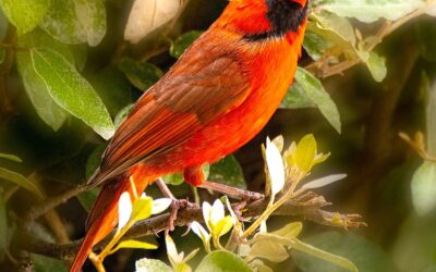 Episode 297 Intuitive Listening